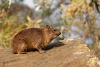 Daman skalni - Procavia capensis - Rock Hyrax o0462